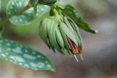 Cerinthe tenuiflora