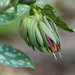 Cerinthe tenuiflora - Photo (c) Léo Giardi, osa oikeuksista pidätetään (CC BY-NC), lähettänyt Léo Giardi