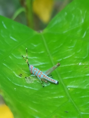 Pirithoicus ophthalmicus