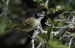 Vireo atricapilla