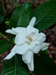 Gardenia