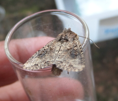 Mythimna languida