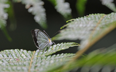 Dismorphiinae