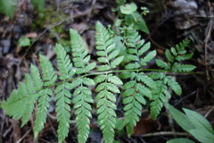 Dryopteris carthusiana