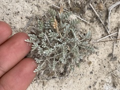 Artemisia potentilloides