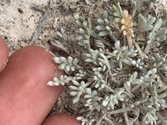 Artemisia potentilloides