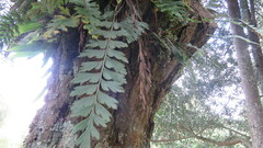 Asplenium praemorsum