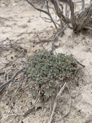 Artemisia potentilloides
