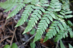 Dryopteris carthusiana