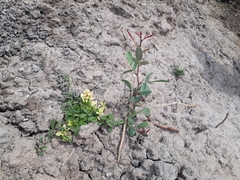 Geoffroea decorticans