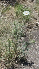 Argemone polyanthemos