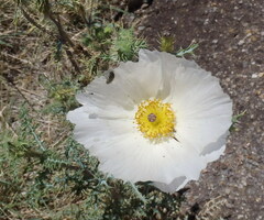 Argemone polyanthemos