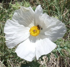 Argemone polyanthemos