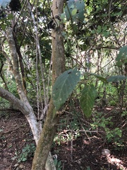 Maclura tinctoria