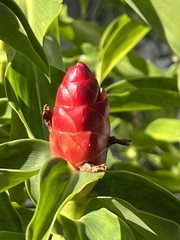 Costus