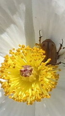 Argemone polyanthemos