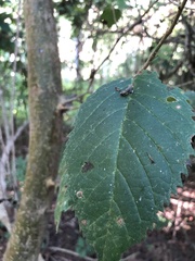 Maclura tinctoria