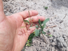 Geoffroea decorticans