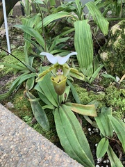 Paphiopedilum