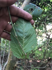 Maclura tinctoria