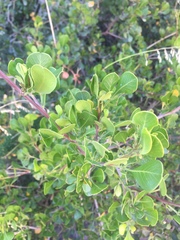 Searsia glauca