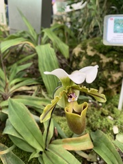 Paphiopedilum