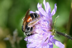 Andrena hattorfiana