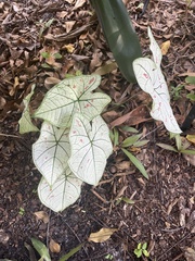 Caladium