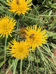 Apis mellifera scutellata