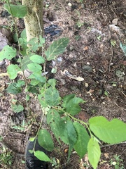 Maclura tinctoria