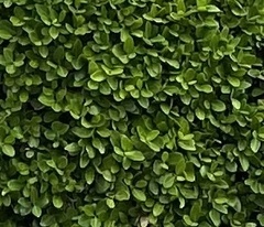 Buxus