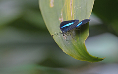 Diaethria