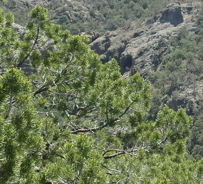 Mexican pinyon from Big Bend National Park, Brewster County, TX, USA on ...