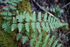 Dryopteris cristata
