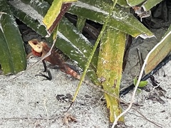 Agamidae