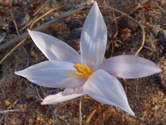 Gethyllis verticillata