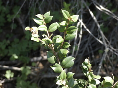 Luma apiculata