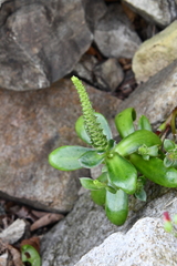 Orostachys maximowiczii