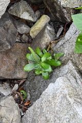 Orostachys maximowiczii