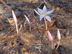 Gethyllis verticillata
