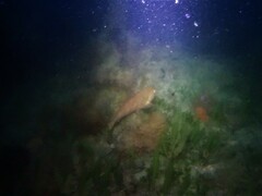 Notolabrus parilus