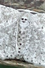 Colocleora proximaria