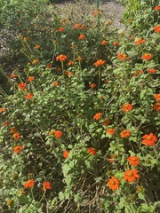Tithonia rotundifolia