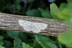 Colocleora proximaria