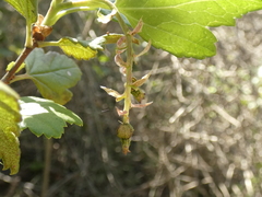 Ribes punctatum