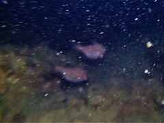 Pempheris klunzingeri