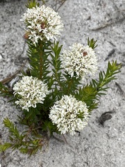 Agathosma ciliaris
