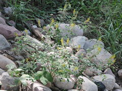 Crotalaria