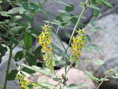 Crotalaria