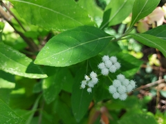 Ageratina